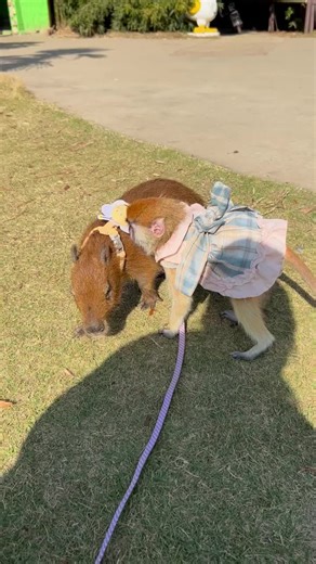 Capybaras: The Ultimate Symbols of Peace and Love