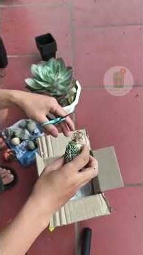 How to Grow Cactus for Beginners: The Easiest Way Possible #cactus #cactusflowers #growcactus