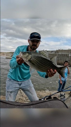 BIG Hybrid Striped Bass While Fishing At A Dam! #fish #fishing #bass #fall #hybrid #animals