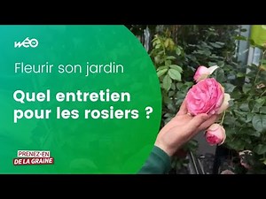 Comment entretenir ses rosiers