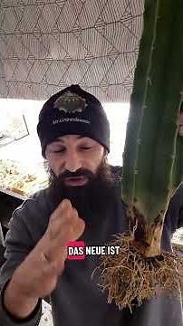 Repotting a cactus #plants #cactus