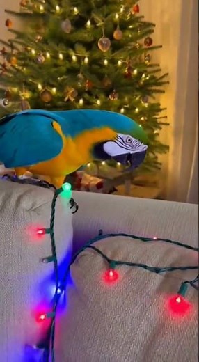 My Parrot Thinks Christmas Lights Are Toys! 😂#parrot #macaw #shorts #viral