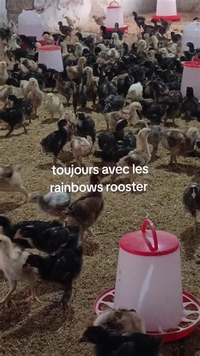 Local Chicken Family with Rainbow Roosters