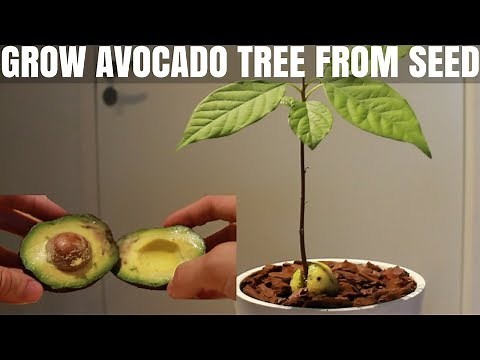 How to Grow an Avocado Tree from Seed - DIY Video
