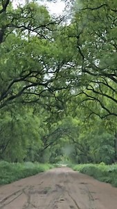 Camino de Las Tipas, otro tesoro de nuestro Sitio Ramsar Jaaukanigás. | ReconquistaHOY.com