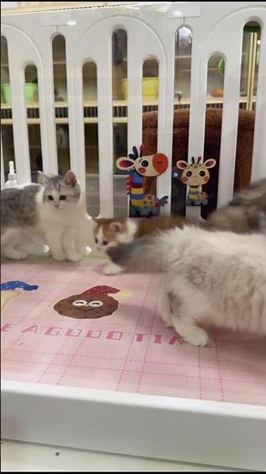 Tiny fluffy kittens exploring their world! #Shorts