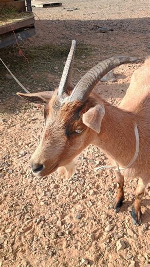 Interaction with wildlife is like an alien abduction.