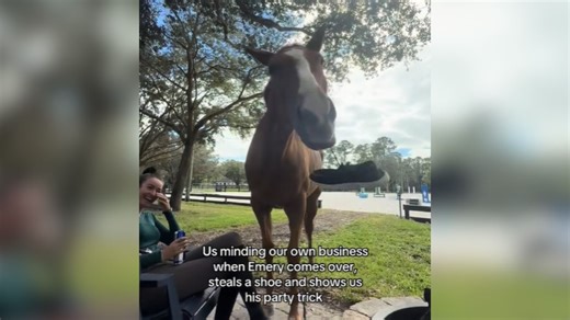 Goofy Horse Steals A Shoe To Show Off His Silly Party Trick