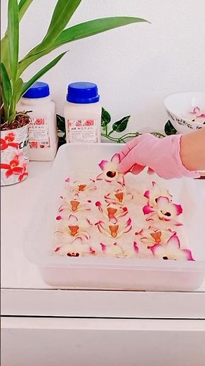 ✨ Cómo SECAR ORQUIDEAS en GEL DE SÍLICE 🌺 #manualidades #diy #silicagel #tips