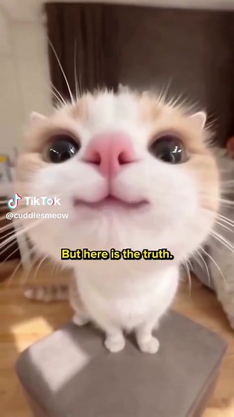 Get this Pet Toothbrush for your cat🐈