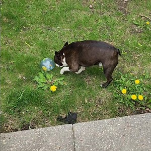 Boston sings then shows off his dribbling skills. | Boston the Boston