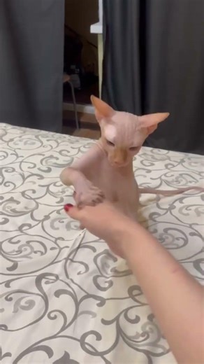 #сфинкс #cat #веселыекоты #sphynx #sphinx #cute #прикольныекоты #kitten #котенок #pets