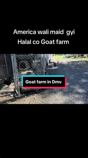 Exploring a Halal Goat Farm in the DMV Area