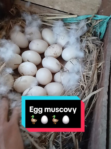Muscovy Duck Nesting: Discover the Fascination