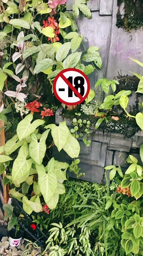 Hybridation et Reproduction des Orchidées Rares