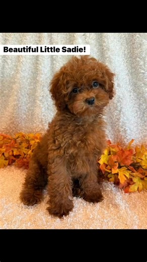 1.3K views | Miniature Poodle, ready for a family 李 www.puppyplace.biz #minipoodle #poodle #poodlelove #puppyplace | Puppy Place | Facebook