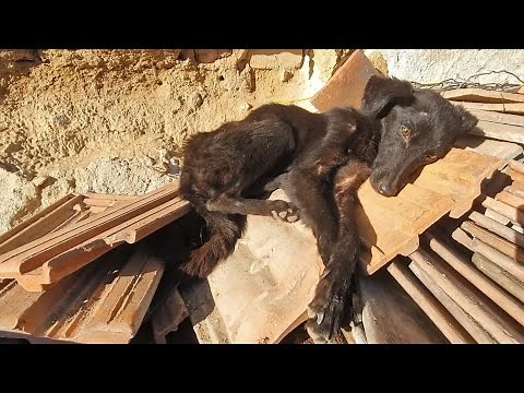Starving Little Dog Sleeping On A Pile Of Tiles Makes The Sweetest Transformation