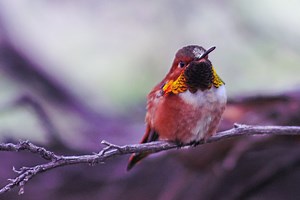 Rufous Hummingbird in Aviary