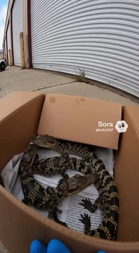 He Thought It Was Just a Normal Box… Until He Opened It!