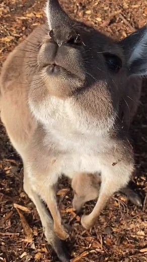 Adorable Kangaroo Joey's First Peek-a-Boo!