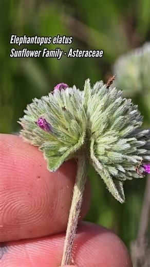 Fire-dependent Sand Prairies and Evolutionary Convergence on the Filiform Habit | Crime Pays But Botany Doesn't