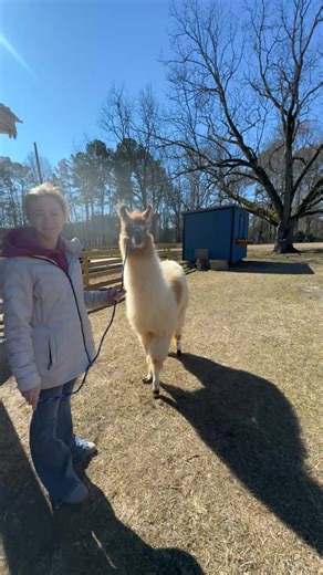 Creekwater Alpaca Farm on Reels