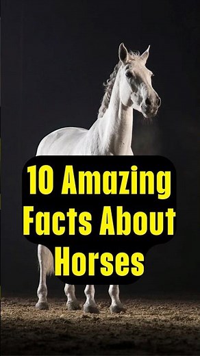 "10 Amazing Facts About Horses" #horse #facts #shorts