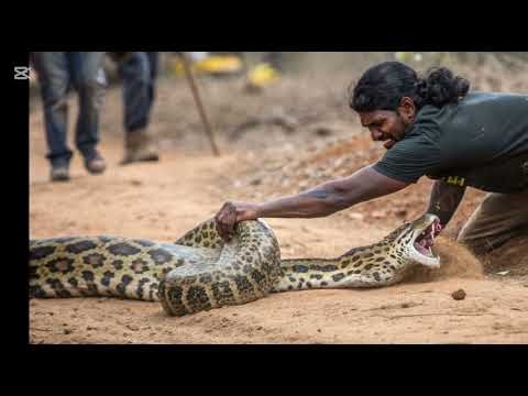 Courageous Rescue Team Fights to Free Mother Leopard and Cub from the Python’s Coils