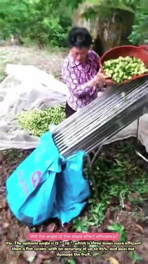 Fruit Sorter, Automatic Size Separation #practical #lifewisdom #satisfying #farmtools