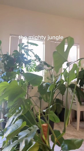 alice (@alicellani)’s videos with original sound - alice