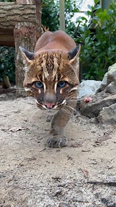 Frank, the Asian Golden Cat, is starting to find his stride at The Big Cat Sanctuary after being rescued from The Cat Survival Trust. 😍 Each day, Frank is growing more confident and exploring his new habitat, revealing just how incredible he is. 🧡🐾 Support our work by becoming a member today 🙏 #thebigcatsanctuary #cats #rescue #AsianGoldenCat #NewHome | The Big Cat Sanctuary