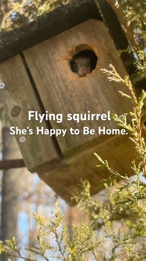 Safely rebuilding a flying squirrel nest.