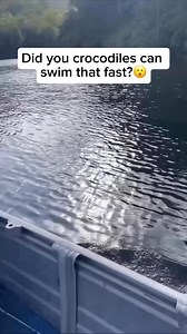 1.3M views · 192 reactions | Crocodiles are surprisingly fast...