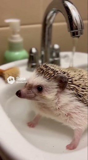 CUTEST HEDGEHOG BATH EVER! | Tiny Hedgehog Taking a Relaxing Bath
