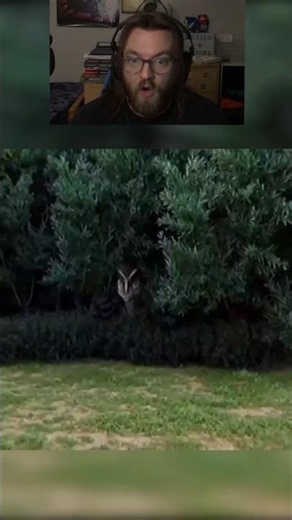 T-Rex caught on camera in the woods