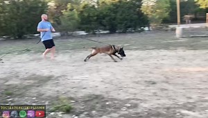 16K views · 2K reactions | Using high drive - Low speed to stack up the reps. Gradually, there will be less and less leash pressure. Just one of many ways to get it done. | Dog Training is my Passion | Facebook