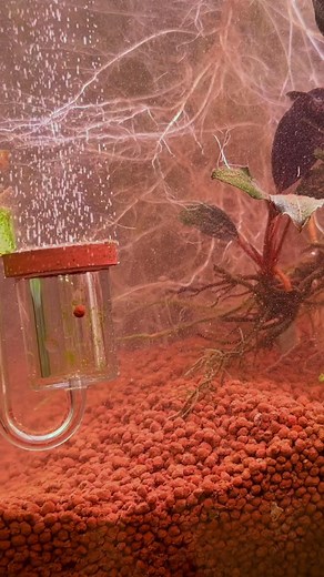 Splashy Fish on Reels | Facebook