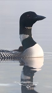 48K views · 1.4K reactions | Common loon with a chick in Maine | Harry Collins Photography | Facebook