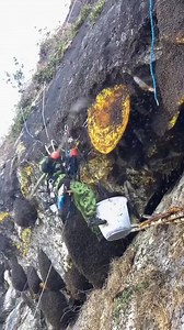 📍Honey hunting in Nepal is a traditional practice that has been carried out by the Gurung community for centuries. It involves climbing up cliffs that are up to 300 feet high to harvest honey from wild bee colonies built on the surface of the rocks. The honey hunters use ropes, ladders, and bamboo sticks to reach the colonies and collect honeycombs. They also use smoke and fire to distract the bees and protect themselves from bee stings. Honey hunting is not only a means of livelihood but also 