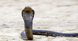 Michigan man bitten by pet cobra