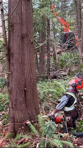 #logger #husqvarna #bbr #timberfaller #love | logger