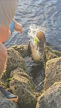 Catching a HUGE Bowfin! #fishing #wildlife #nature #country #fish