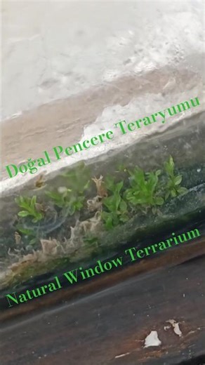 Natural Window Terrarium 🌱 #ecosystem #terrarium #shorts #ショート #쇼츠 #terrario #テラリウム #테라리움 #teraryum