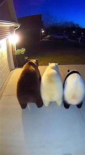 Who taught them this 😭#bear #tiktok #dance #funny | bear