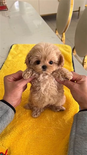 ROLLY TEACUP PUPPIES KOREA 🇰🇷 INC. on Instagram: "“My family in LA thought I was a teddy bear! 🧸 I’m going to Hollywood to show that I’m a true Rolly Pup!” 🤣"