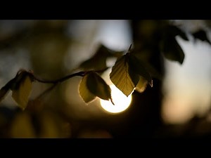 FIELD RECORDING - Sounds of the DAWN CHORUS