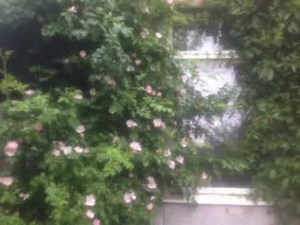 Fade into You - Mazzy Star (sped up + reverb) *:･ﾟ✧*:･ﾟ✧