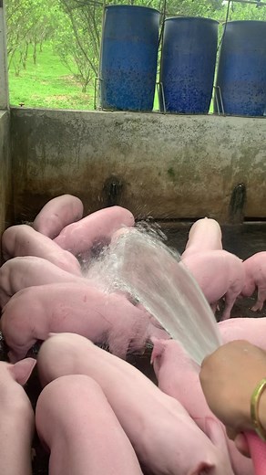 #pigs#kabuhayan #piggery#farm | Jimson’s Piggery Farm