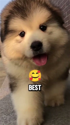 Octopus Attack Beach Man ‼️😱