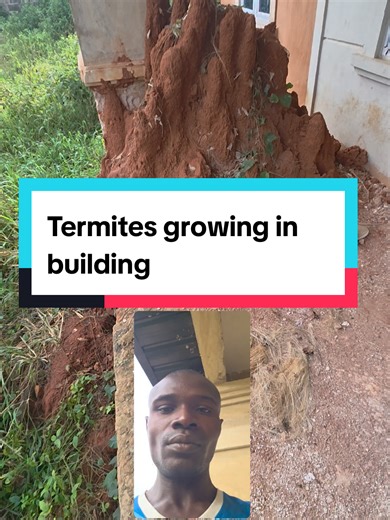 Understanding Termite Infestations in Buildings